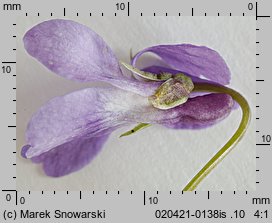 Viola reichenbachiana (fiołek leśny)