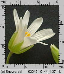 Stellaria holostea (gwiazdnica wielkokwiatowa)