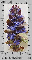 Ajuga reptans (dąbrówka rozłogowa)