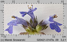 Ajuga reptans (dąbrówka rozłogowa)