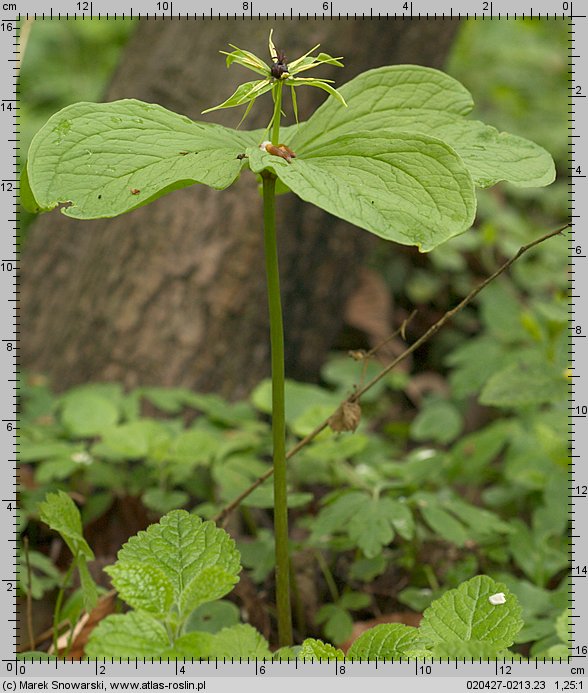 Paris quadrifolia (czworolist pospolity)