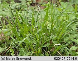 Carex sylvatica (turzyca leśna)