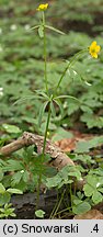 Ranunculus auricomus s.str. (jaskier różnolistny s.str.)