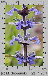 Ajuga reptans (dąbrówka rozłogowa)