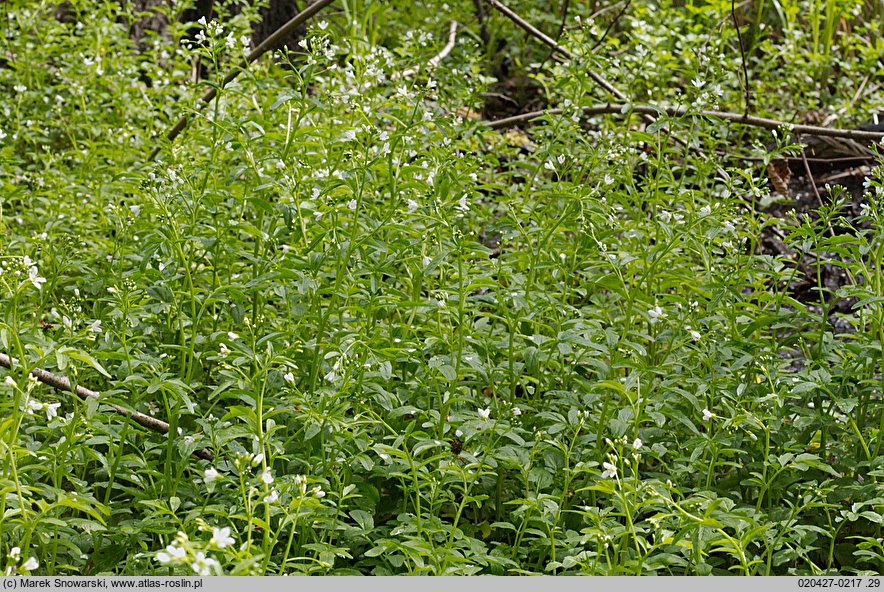 Cardamine amara ssp. amara (rzeżucha gorzka typowa)