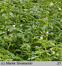 Cardamine amara ssp. amara (rzeżucha gorzka typowa)