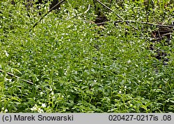 Cardamine amara ssp. amara (rzeżucha gorzka typowa)