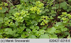 Chrysosplenium alternifolium (śledziennica skrętolistna)