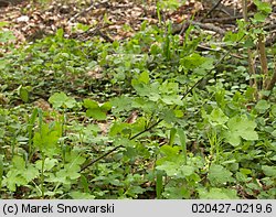 Ribes rubrum (porzeczka zwyczajna)