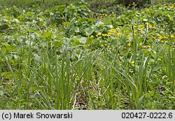 Carex acutiformis (turzyca błotna)