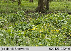 Caltha palustris (knieć błotna)