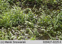 Cardamine amara ssp. amara (rzeżucha gorzka typowa)