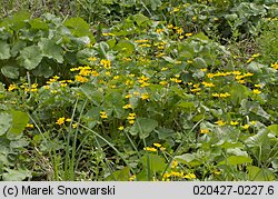 Caltha palustris (knieć błotna)