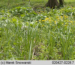 Carex acutiformis (turzyca błotna)