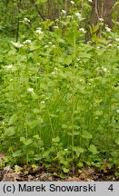 Alliaria petiolata (czosnaczek pospolity)