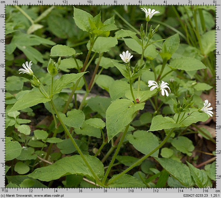 Stellaria nemorum (gwiazdnica gajowa)