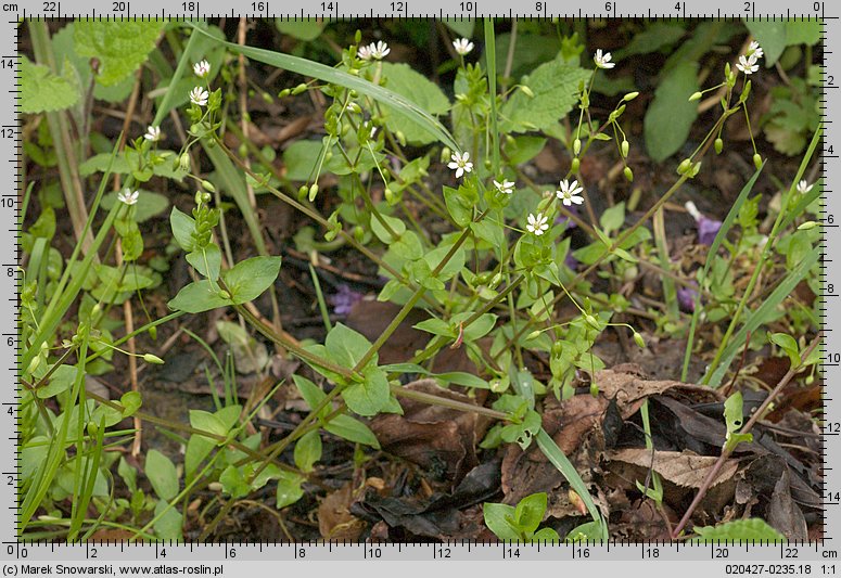 Stellaria neglecta (gwiazdnica zaniedbana)