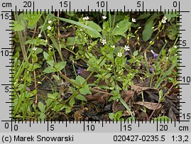 Stellaria neglecta (gwiazdnica zaniedbana)