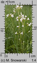 Cardamine pratensis s.str. (rzeżucha łąkowa)