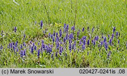 Ajuga reptans (dąbrówka rozłogowa)
