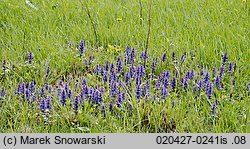 Ajuga reptans (dąbrówka rozłogowa)