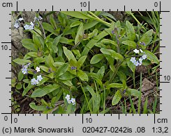 Myosotis sylvatica (niezapominajka leśna)