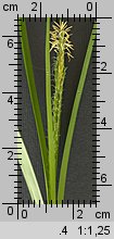 Carex sylvatica (turzyca leśna)