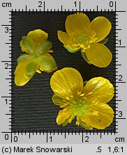 Ranunculus auricomus s.str. (jaskier różnolistny s.str.)