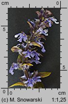 Ajuga reptans (dąbrówka rozłogowa)