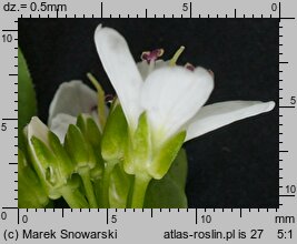 Cardamine amara ssp. amara (rzeżucha gorzka typowa)