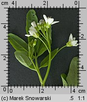 Cardamine amara ssp. amara (rzeżucha gorzka typowa)