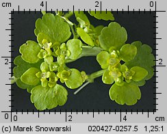 Chrysosplenium alternifolium (śledziennica skrętolistna)