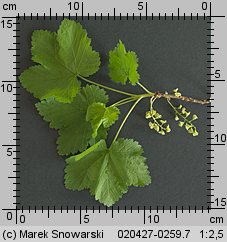 Ribes rubrum (porzeczka zwyczajna)
