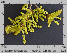 Quercus robur (dąb szypułkowy)