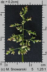 Poa annua (wiechlina roczna)