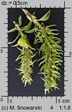 Salix cinerea (wierzba szara)