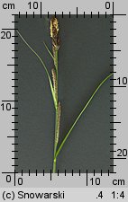 Carex acutiformis (turzyca błotna)