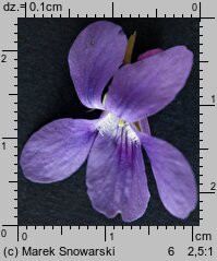 Viola reichenbachiana (fiołek leśny)