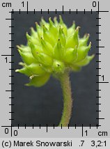 Anemone nemorosa (zawilec gajowy)