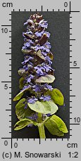 Ajuga reptans (dąbrówka rozłogowa)