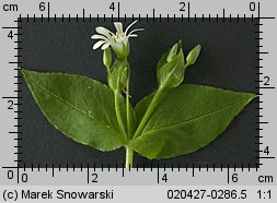 Stellaria nemorum (gwiazdnica gajowa)