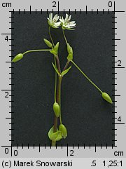 Stellaria neglecta (gwiazdnica zaniedbana)