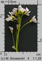 Cardamine pratensis (rzeżucha łąkowa)