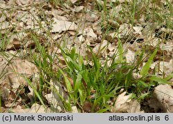 Luzula pilosa (kosmatka owłosiona)