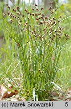 Luzula campestris (kosmatka polna)