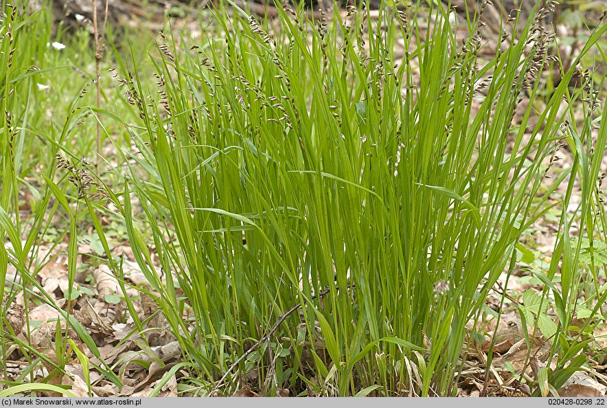 Melica nutans (perłówka zwisła)