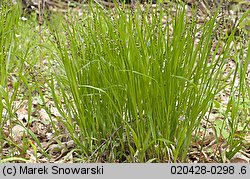 Melica nutans (perłówka zwisła)