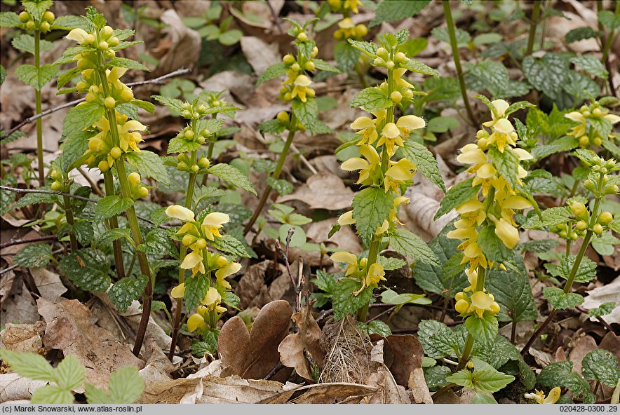 Galeobdolon luteum (gajowiec żółty)