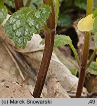 Galeobdolon luteum (gajowiec żółty)