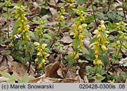 Galeobdolon luteum (gajowiec żółty)